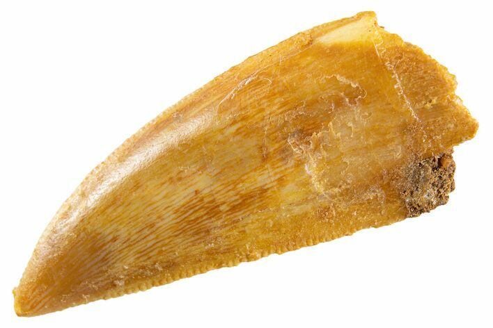 Serrated Raptor Tooth - Real Dinosaur Tooth #347009